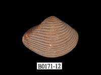 藏品(厚蛤)的圖片